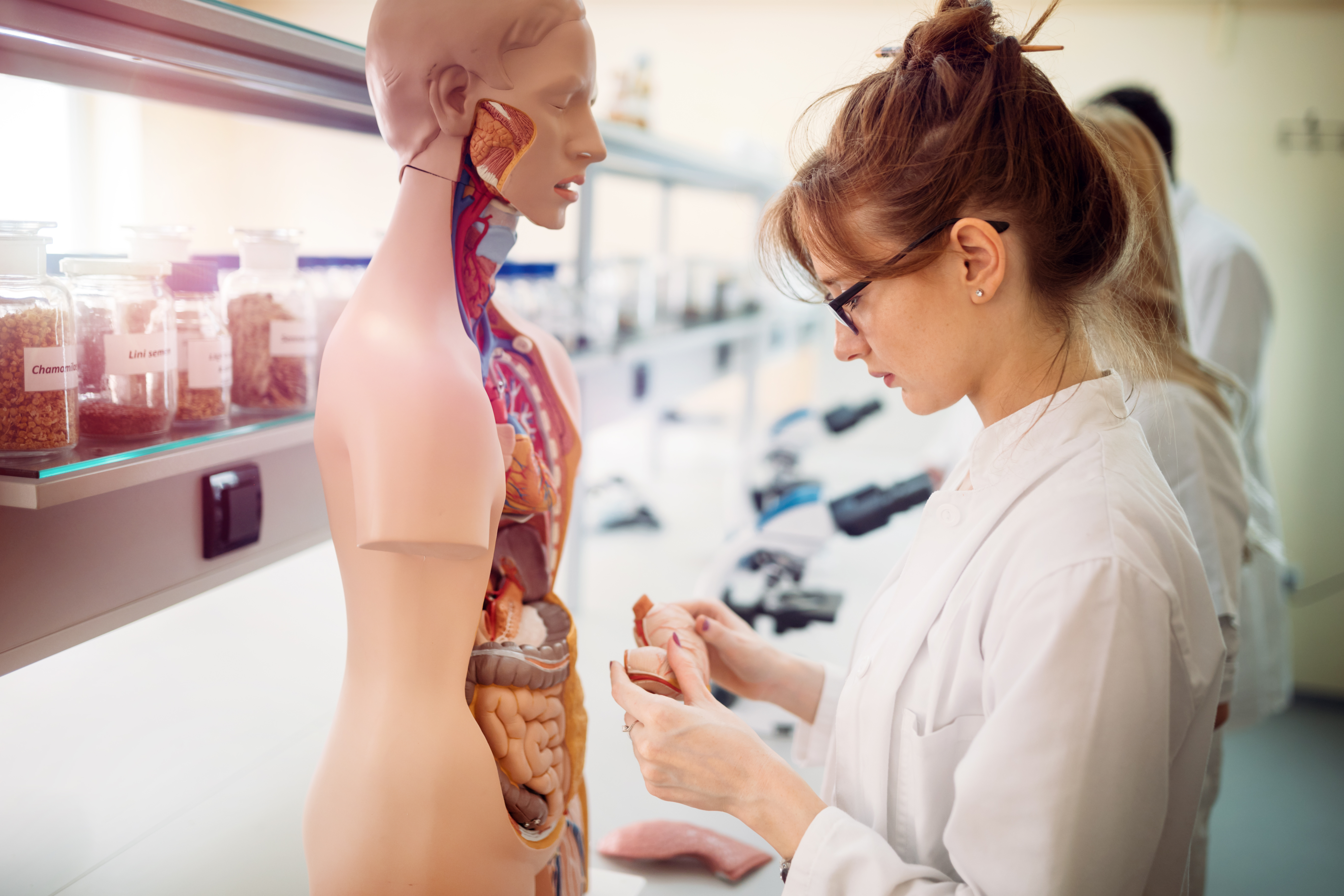 Woman working on anatomy model